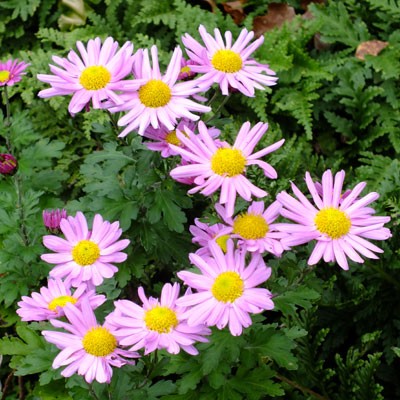 Chrysanthemum 'Carmine Blush' - Korean : single