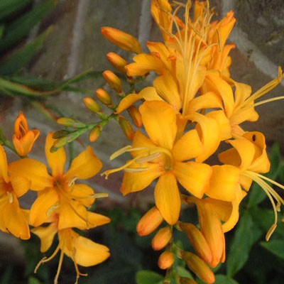 Crocosmia masoniorum 'Rowallane Yellow'