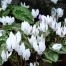 Cyclamen hederifolium white