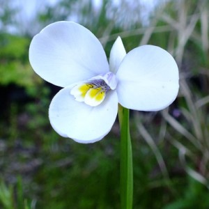 Diplarrena moraea - Butterfly Iris