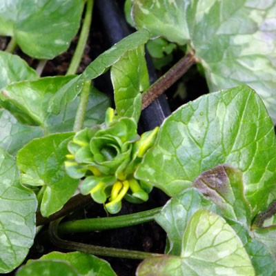 Ficaria verna 'Green Petal' (Ranunculus ficaria)