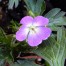 Geranium maculatum 'Spring Purple'