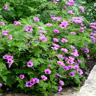 Geranium psilostemon 'Bressingham Flair' - Dorset Perennials