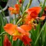 Gladiolus dalenii