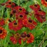 Helenium 'Rubinzwerg' (Ruby Dwarf)