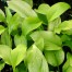 Hosta 'Gold Haze'