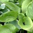 Hosta 'Green Velveteen'