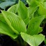 Hosta 'Sea Dream'