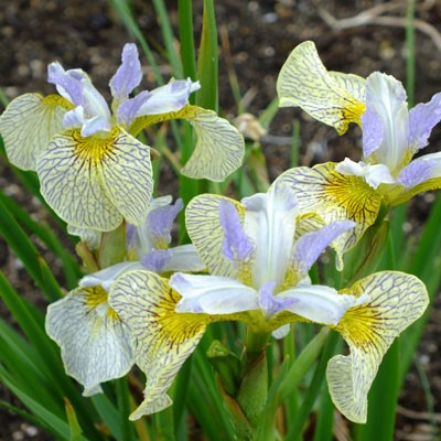 Iris ‘Ally Oops’ (species cross)