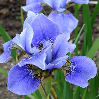 Iris 'Bournemouth Beauty' (sibirica)