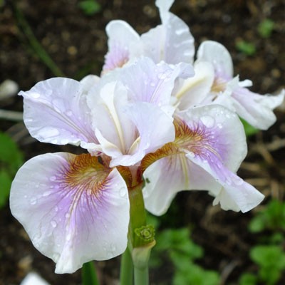 Iris ‘Fond Kiss’ (sibirica)