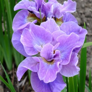 Iris ‘Having Fun’ (sibirica)