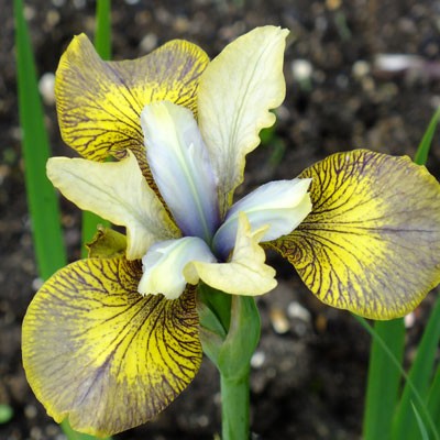 Iris ‘Here Be Dragons’ (sibirica)