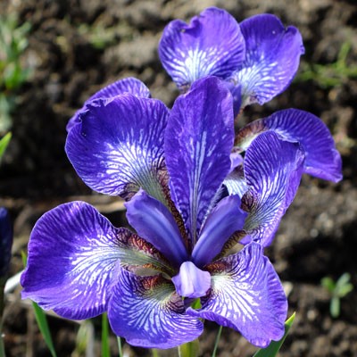 Iris ‘Kita-No-Seiza’ (sibirica)