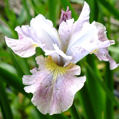 Iris ‘Pretty Polly’ (sibirica)