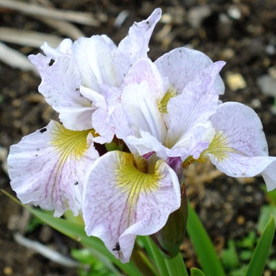 Iris ‘Pretty Polly’ (sibirica)