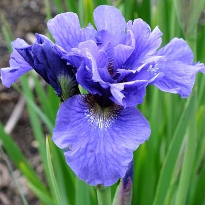 Iris ‘Rambunctious’ (sibirica)