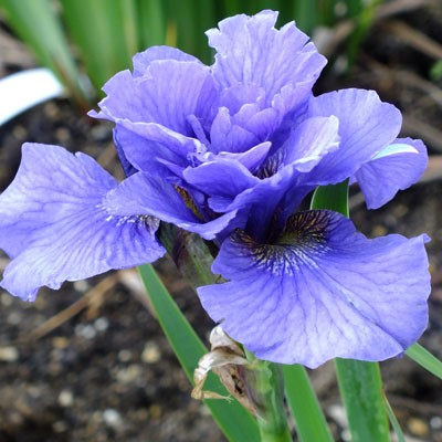 Iris ‘Rambunctious’ (sibirica)