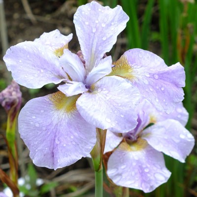 Iris ‘Ranman’ (sibirica)