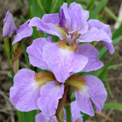 Iris ‘Ranman’ (sibirica)