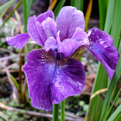 Iris ‘Roaring Jelly’ (sibirica)