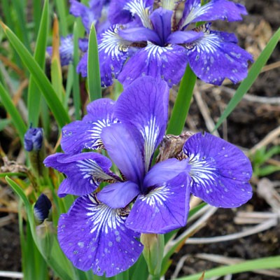 Iris ‘Roku Oji’ (sibirica)