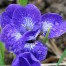Iris ‘Roku Oji’ (sibirica)