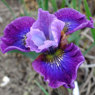 Iris ‘Stephen Wilcox’ (sibirica)