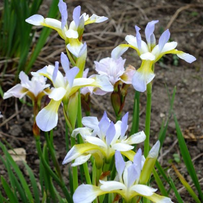 Iris ‘Summer Sky’ (sibirica)