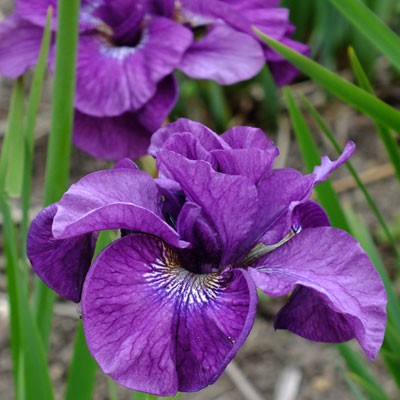 Iris ‘Tumble Bug’ (sibirica)