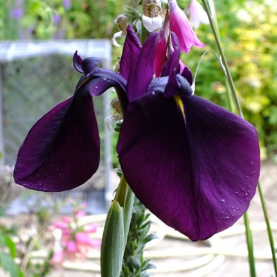 Iris ensata