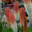 Kniphofia 'Jane Henry'