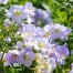 Polemonium 'Glebe Cottage Lilac'