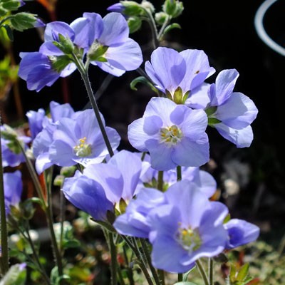 Polemonium 'Northern Lights'