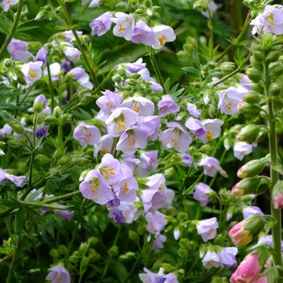 Polemonium 'Glebe Cottage Lilac'