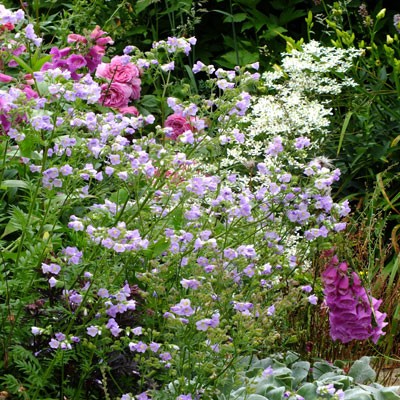 Polemonium 'Glebe Cottage Lilac'