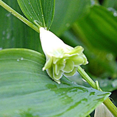 Polygonatum odoratum 'Flore-Pleno'