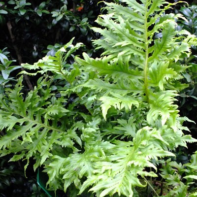 Polypodium cambricum 'Whilharris'