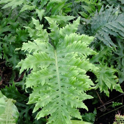 Polypodium cambricum 'Whilharris'