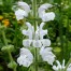 Salvia argentea
