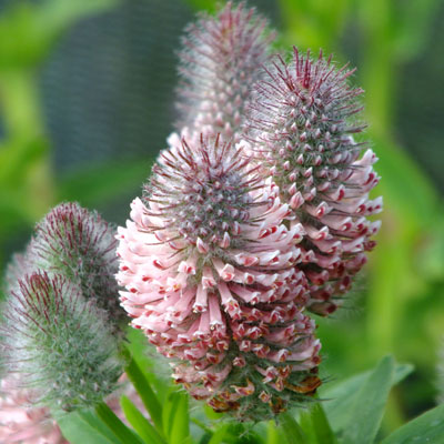Trifolium rubens 'Peach Pink'