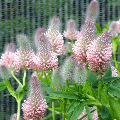 Trifolium rubens 'Peach Pink'