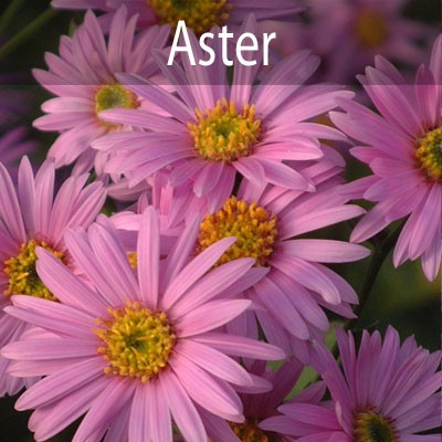 Aster (true)
