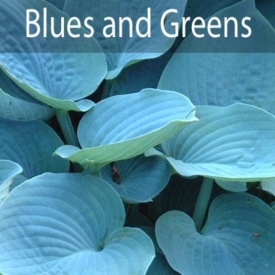 Blues and Greens