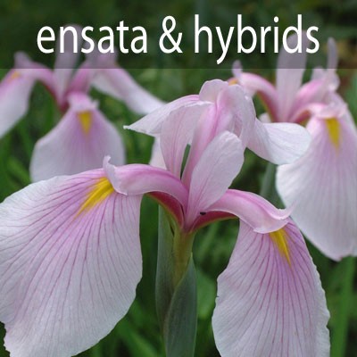 ensata and its hybrids