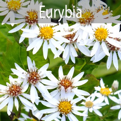 Eurybia