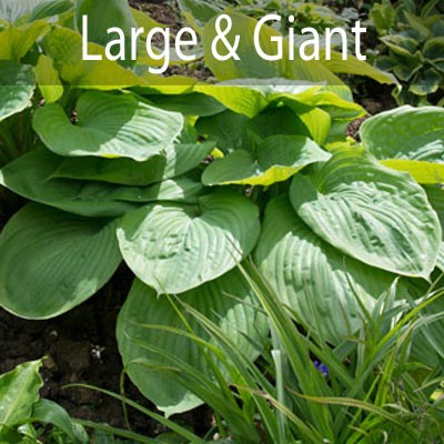 Large and Giant
