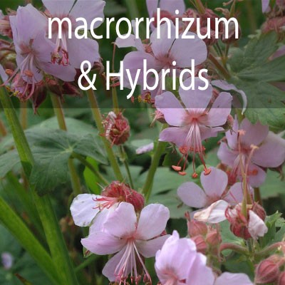 G.macrorrhizum and hybrids