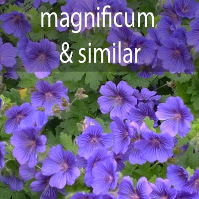 G.magnificum and similar