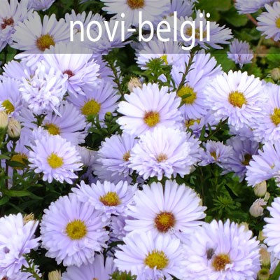 A. novi-belgii (Michaelmas Daisies)